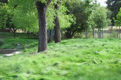 Drought Tolerant Lawn, Los Angeles, CA